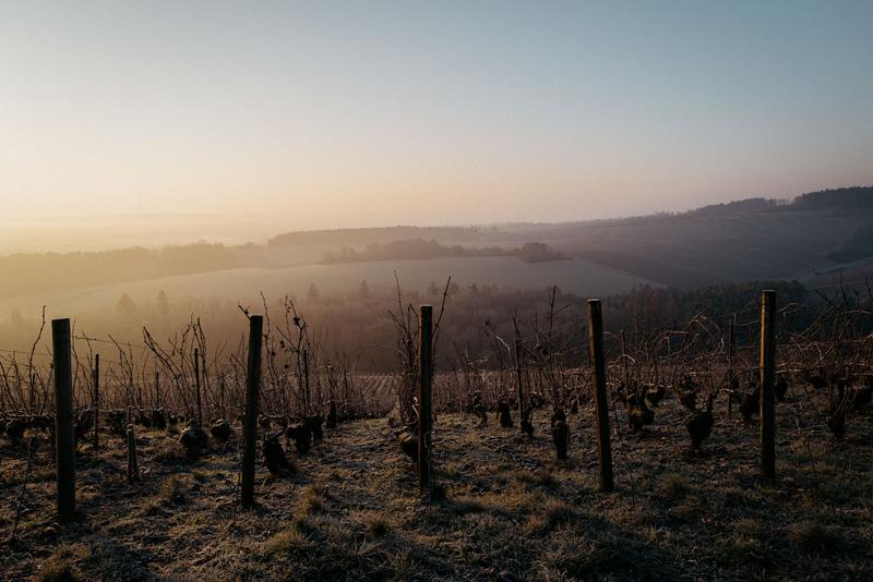 View over contrée La Forêt vines at winter time with hillside backdrop