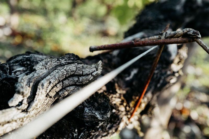 Close-up of old cabernet sauvignon vines on the plateau at Brane-Cantenac