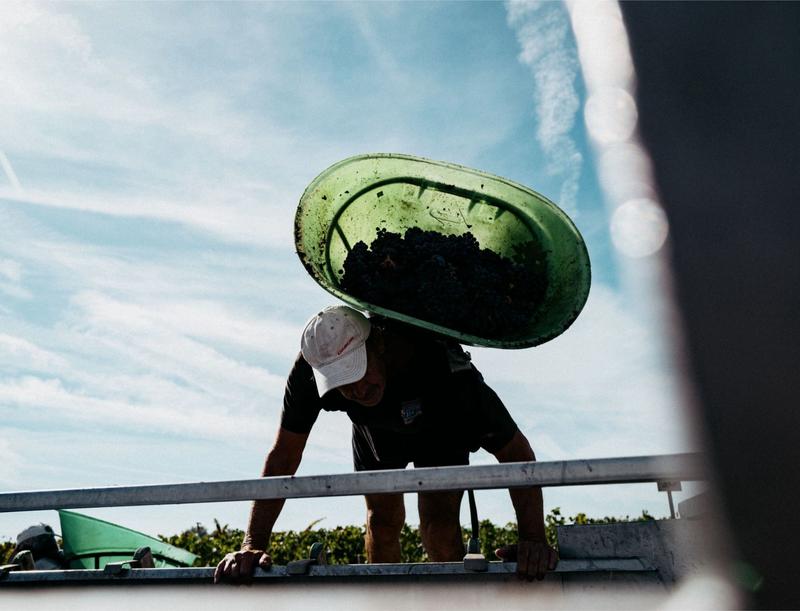 Harvester poised to empty grapes into tractor trailer