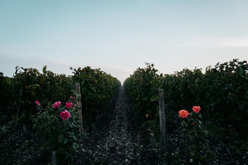 Vines on the plateau at Brane-Cantenac at dusk