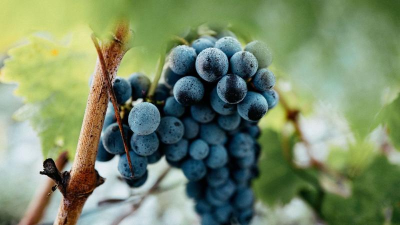 Macro of Cabernet Sauvignon grapes in morning light at Brane-Cantenac