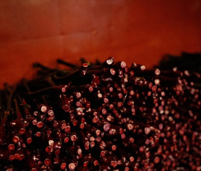 Stack of grafted grape vine plants sealed with red wax