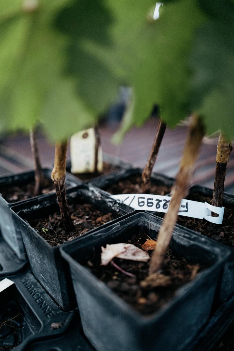 New grape vine plants sitting in pots on back of pickup truck