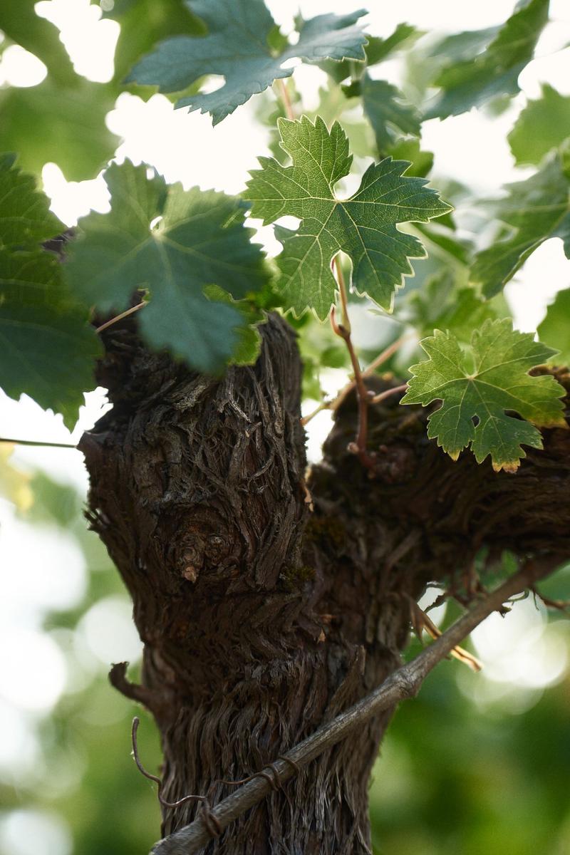 Sunlight shining through vine leaves next to old Pomerol vines