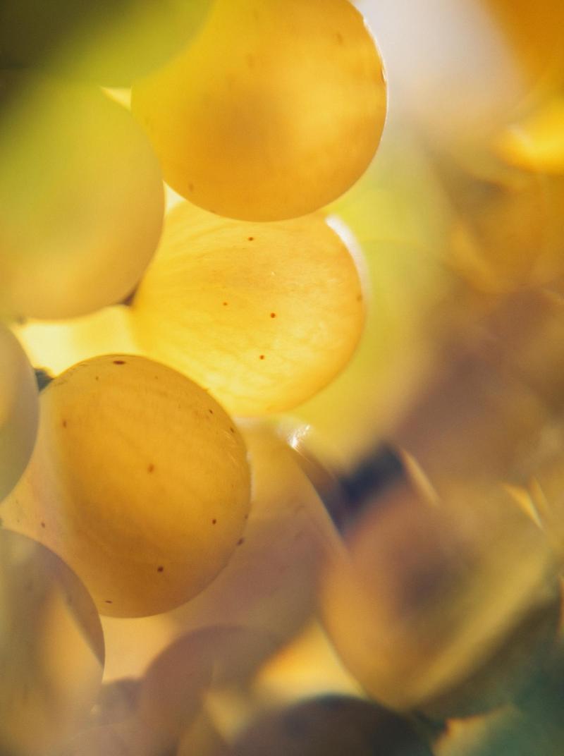 Macro of Cognac grapes at perfect maturity for harvest
