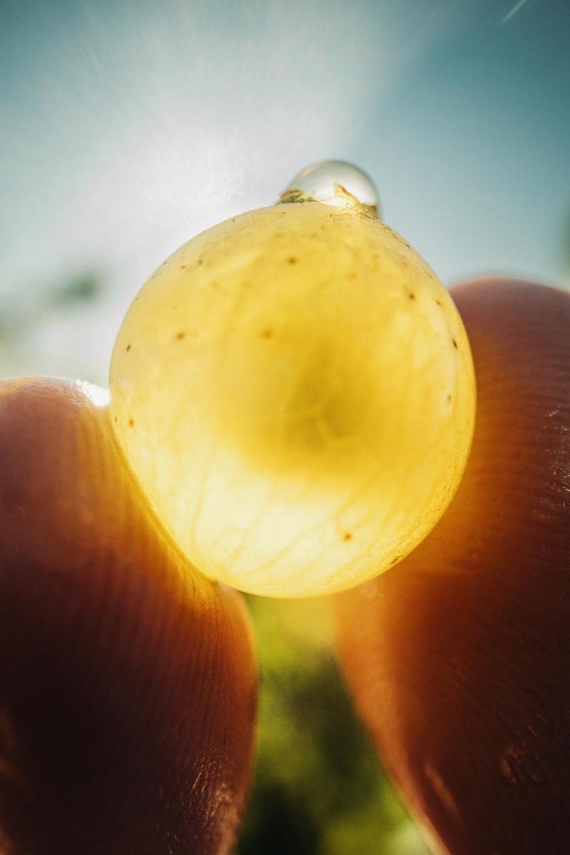 Close up of Cognac grape held between fingers in the sun