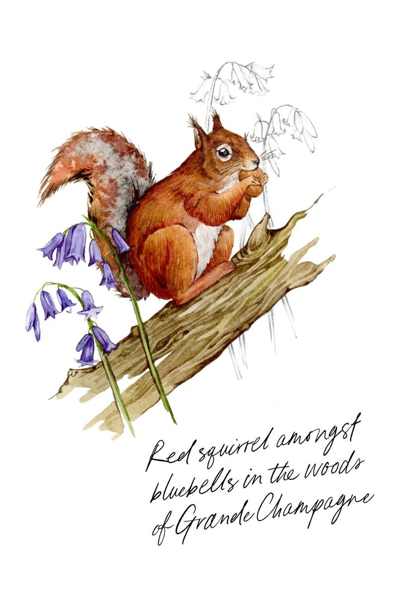 Delamain illustration squirrel amongst bluebells