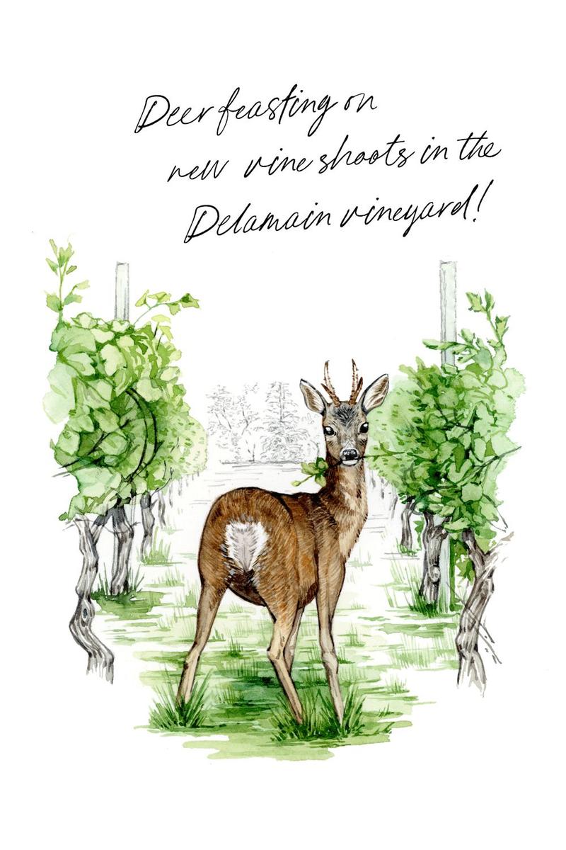 Delamain illustration deer amongst vines