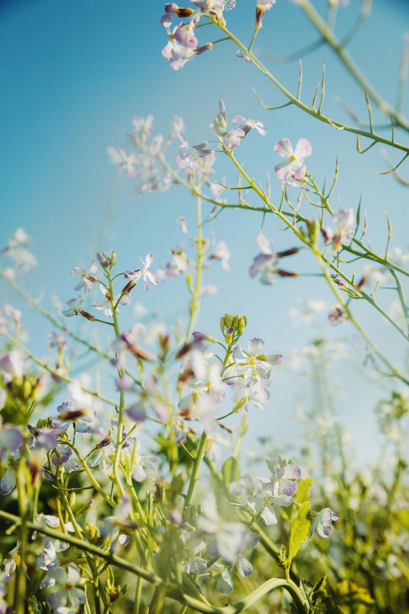 Close up of flowers between the vines in Cognac