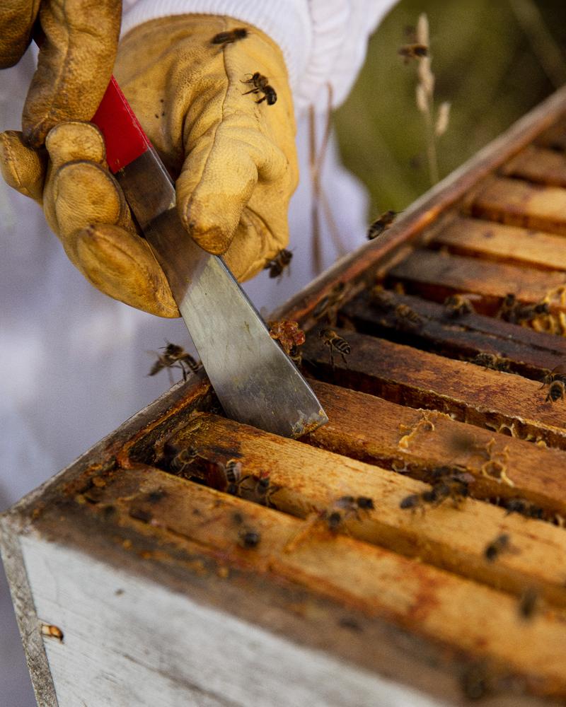 Close up of hand using tool to remove honey from beehive
