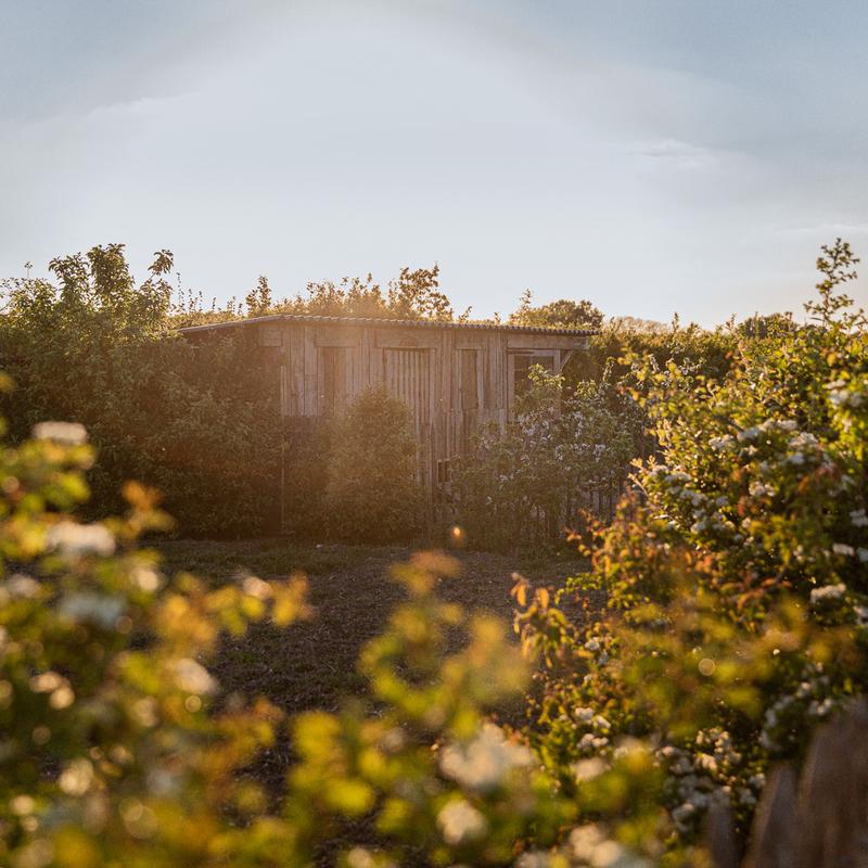 View through bushes onto chicken hutch in morning light