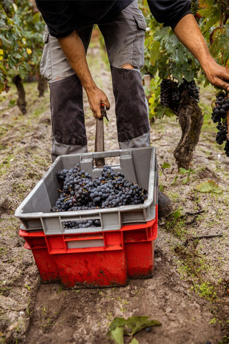 Harvester dragging basket of grapes across ground through vines