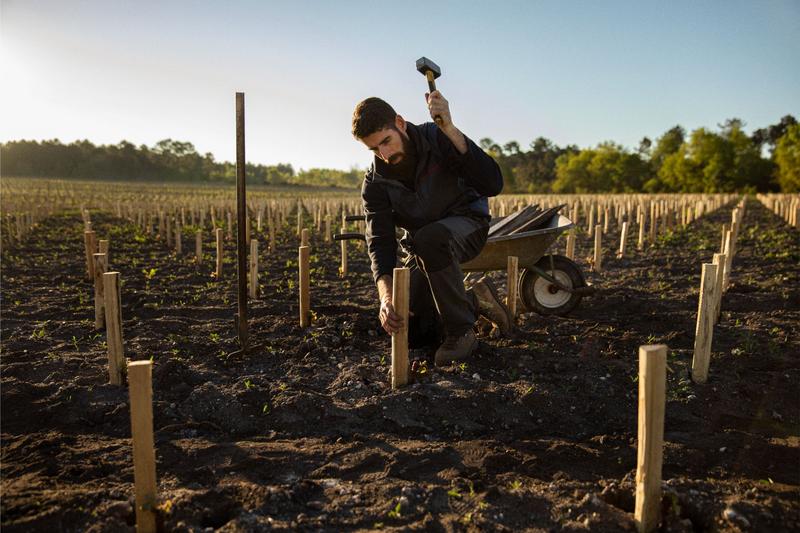 Vineyard worker hammering in wooden stake for a new vine plant
