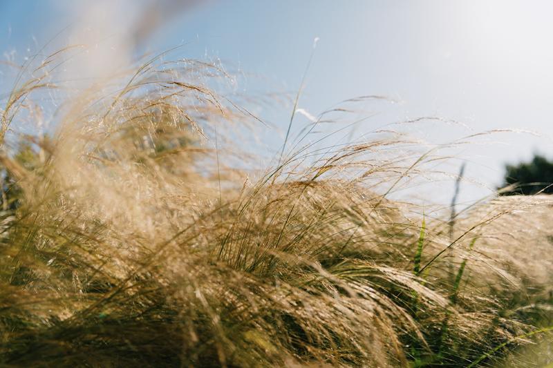 Wild meadow blowing in the wind