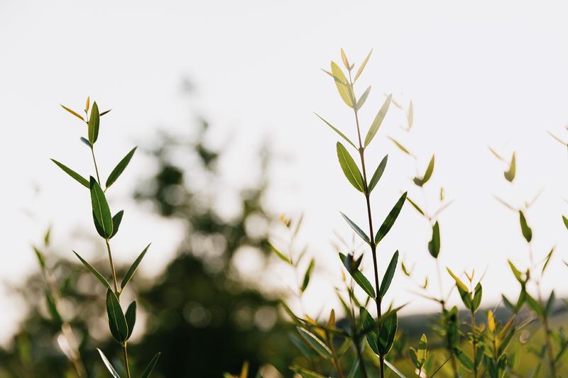 Leaves and vegetation growing upwards