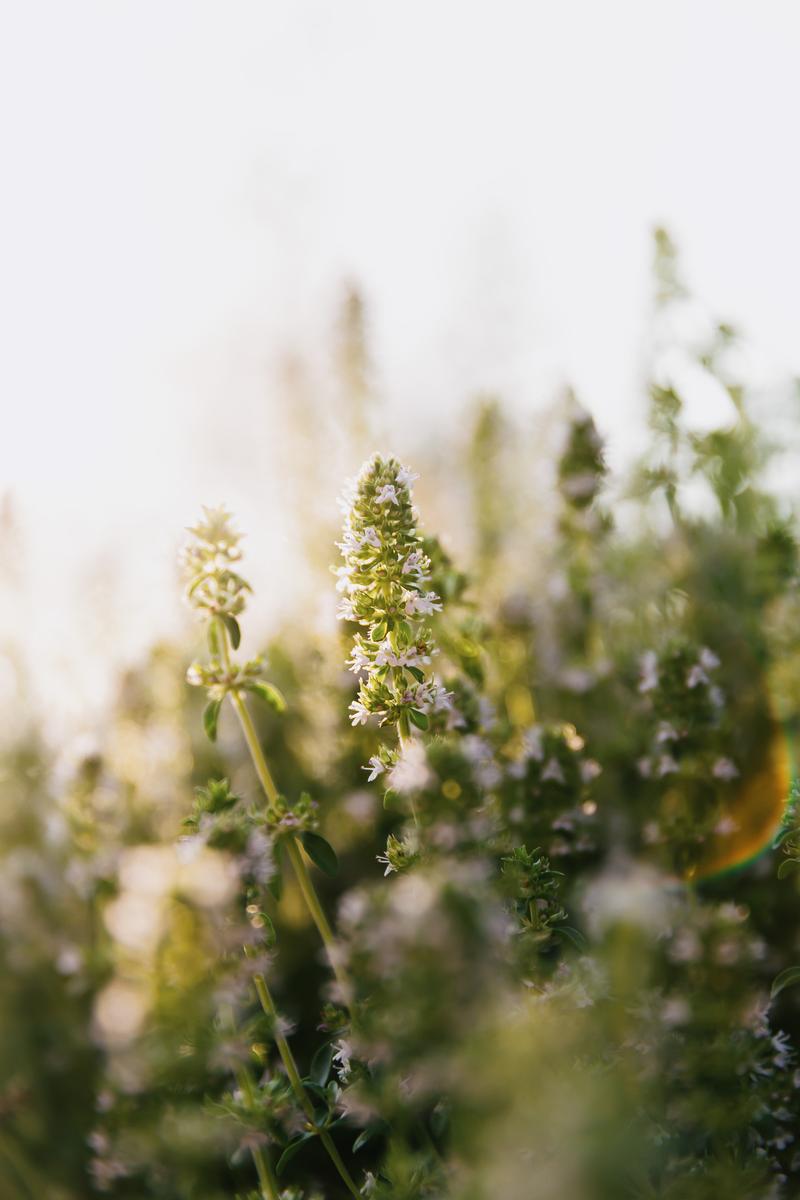 Sunlight lens flare through small flowers