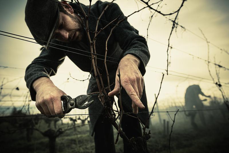1920s vineyard worker in the style of the Peaky Blinders pruning vines with secateur