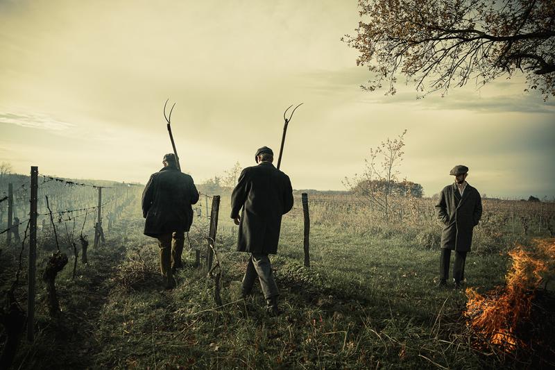 Three vineyard workers gathering and burning sarment from vines