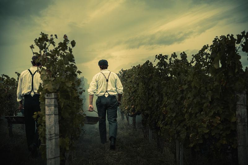 Two harvesters from the 1920s walking through rows of vines