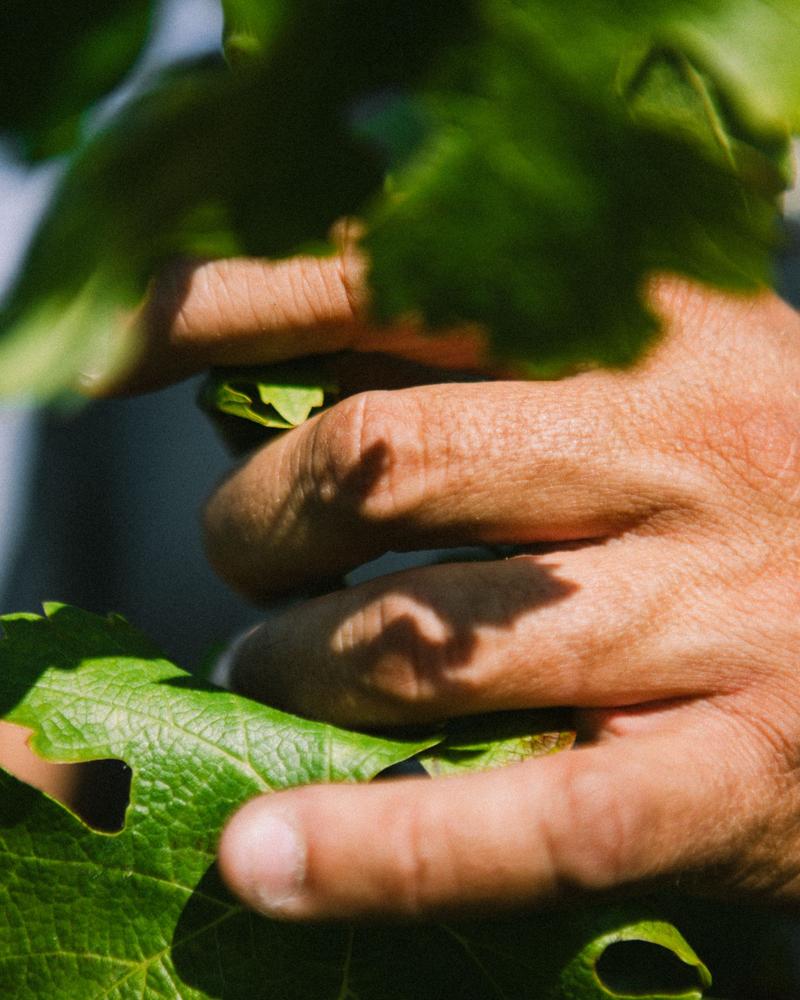 Close up hand of vineyard worker weaving vine shoot for tressage